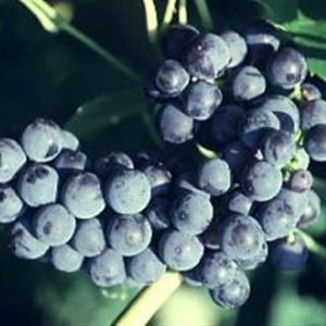 1 gallon - Mars Grape (VITIS MARS) - 1 gallon - 1 gallon