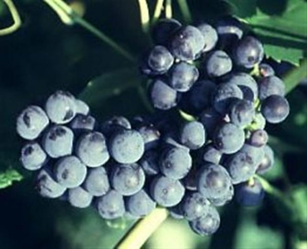 1 gallon - Mars Grape (VITIS MARS) - 1 gallon - 1 gallon