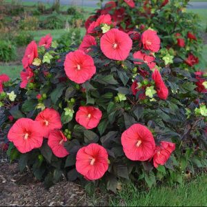 2 gallon - Mars Madness Rose Mallow (HIBISCUS MARS MADNESS) - 2 gallon - 2 gallon