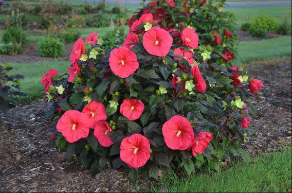 2 gallon - Mars Madness Rose Mallow (HIBISCUS MARS MADNESS) - 2 gallon - 2 gallon
