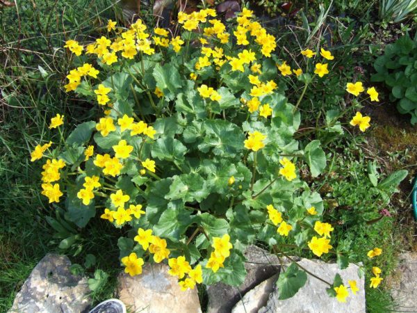 1 gallon - Marsh Marigold (CALTHA PALUSTRIS) - 1 gallon - 1 gallon