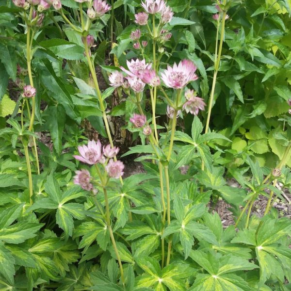 1 gallon - Masterpiece Masterwort (ASTRANTIA MASTERPIECE) - 1 gallon - 1 gallon