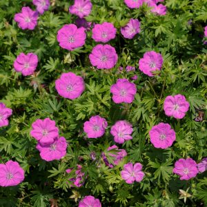 1 gallon - Max Frei Cranesbill (GERANIUM SANGUINEUM MAX FREI) - 1 gallon - 1 gallon