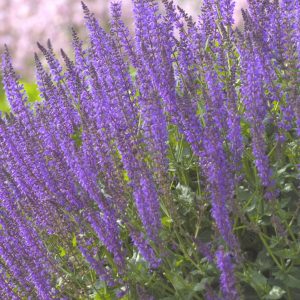 1 gallon - May Night Wood sage (SALVIA X S. MAY NIGHT) - 1 gallon - 1 gallon