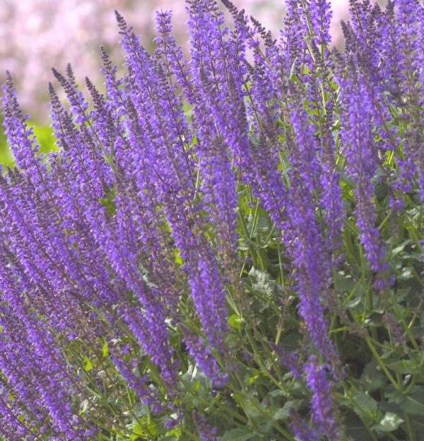 1 gallon - May Night Wood sage (SALVIA X S. MAY NIGHT) - 1 gallon - 1 gallon