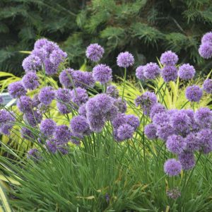 1 gallon - Medusa Flowering Onion (ALLIUM MEDUSA) - 1 gallon - 1 gallon