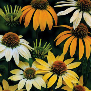 1 gallon - Mellow Yellows Coneflower (ECHINACEA P. MELLOW YELLOWS) - 1 gallon - 1 gallon