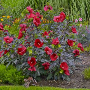2 gallon - Midnight Marvel Rose Mallow (HIBISCUS X MOS. MIDNIGHT MARVEL) - 2 gallon - 2 gallon