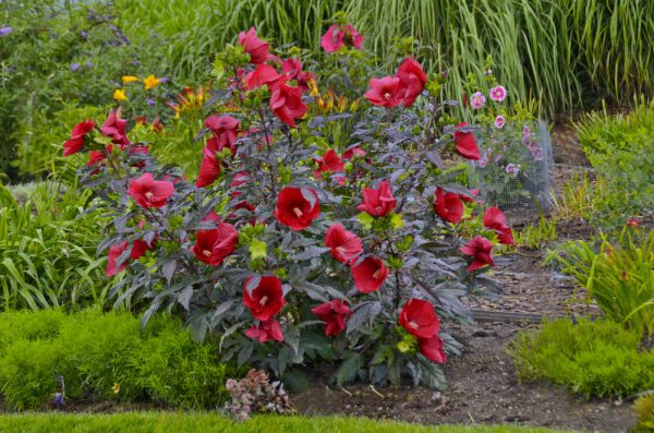 2 gallon - Midnight Marvel Rose Mallow (HIBISCUS X MOS. MIDNIGHT MARVEL) - 2 gallon - 2 gallon