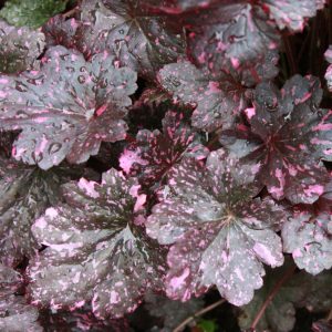 1 gallon - Midnight Rose Coral Bells (HEUCHERA MIDNIGHT ROSE) - 1 gallon - 1 gallon