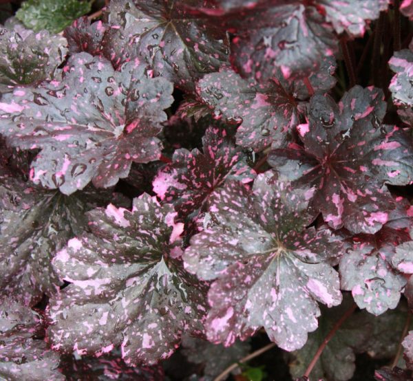 1 gallon - Midnight Rose Coral Bells (HEUCHERA MIDNIGHT ROSE) - 1 gallon - 1 gallon
