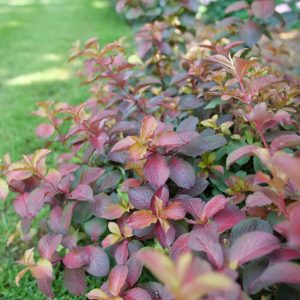 3 gallon 12" - Midnight Sun™ Reblooming Weigela (WEIGELA MIDNIGHT SUN) - 3 gallon 12" - 3 gallon 12"