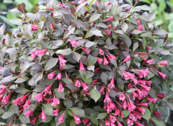 1 gallon - Midnight Wine Shine® Weigela (WEIGELA MIDNIGHT WINE SHINE) - 1 gallon - 1 gallon