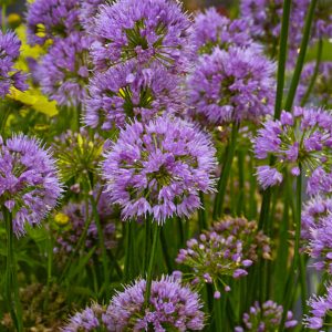 1 gallon - Millenium Ornamental Onion (ALLIUM MILLENIUM) - 1 gallon - 1 gallon