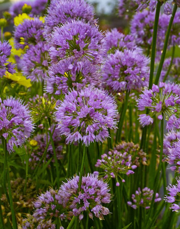 1 gallon - Millenium Ornamental Onion (ALLIUM MILLENIUM) - 1 gallon - 1 gallon