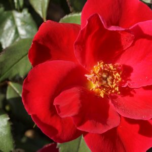 3 gallon - Miracle on the Hudson™ Rose (ROSE MIRACLE ON THE HUDSON) - 3 gallon - 3 gallon