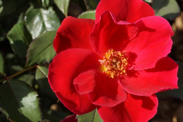 3 gallon - Miracle on the Hudson™ Rose (ROSE MIRACLE ON THE HUDSON) - 3 gallon - 3 gallon