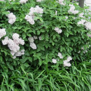 3 gallon 15" - Miss Kim Lilac (SYRINGA PATULA MISS KIM) - 3 gallon 15" - 3 gallon 15"