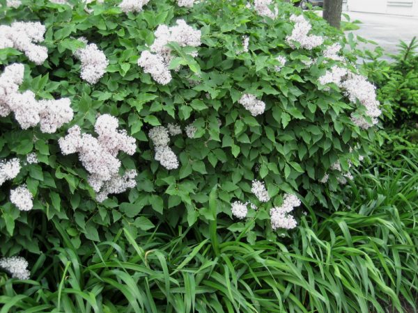 3 gallon 15" - Miss Kim Lilac (SYRINGA PATULA MISS KIM) - 3 gallon 15" - 3 gallon 15"