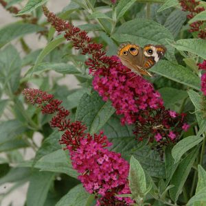 3 gallon - 'Miss Molly' Butterfly Bush (BUDDLEIA MISS MOLLY) - 3 gallon - 3 gallon