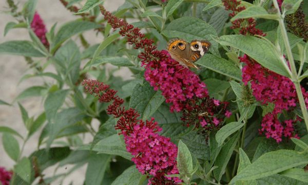 3 gallon - 'Miss Molly' Butterfly Bush (BUDDLEIA MISS MOLLY) - 3 gallon - 3 gallon