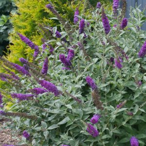 3 gallon - 'Miss Violet' Butterfly bush (BUDDLEIA MISS VIOLET) - 3 gallon - 3 gallon