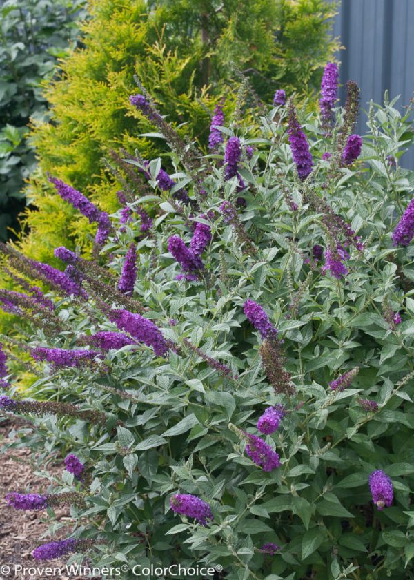 3 gallon - 'Miss Violet' Butterfly bush (BUDDLEIA MISS VIOLET) - 3 gallon - 3 gallon