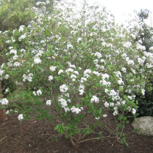 3 gallon 15" - Mohawk Viburnum (VIBURNUM X BURK. MOHAWK) - 3 gallon 15" - 3 gallon 15"