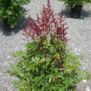 1 gallon - Montgomery Astilbe (ASTILBE MONTGOMERY) - 1 gallon - 1 gallon