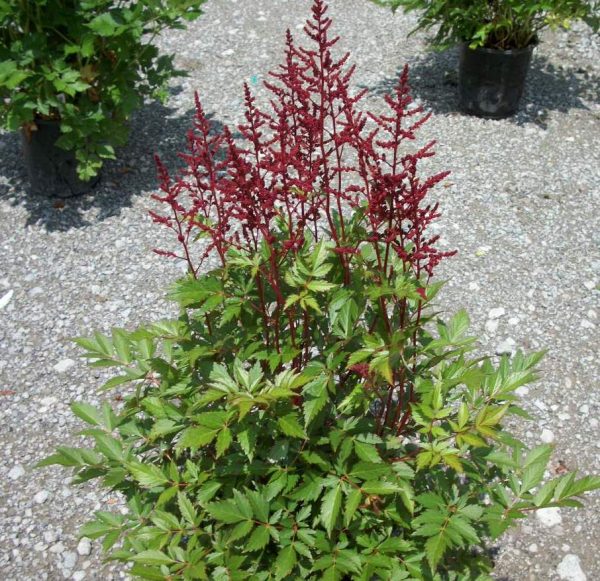 1 gallon - Montgomery Astilbe (ASTILBE MONTGOMERY) - 1 gallon - 1 gallon
