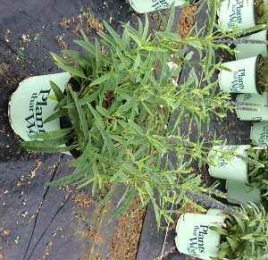 1 gallon - Moody Blues Dark Blue Speedwell (VERONICA DARK BLUE MOODY BLUES) - 1 gallon - 1 gallon