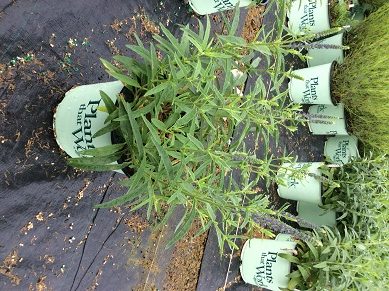 1 gallon - Moody Blues Dark Blue Speedwell (VERONICA DARK BLUE MOODY BLUES) - 1 gallon - 1 gallon