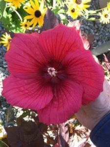 2 gallon - MoonShadow™ Carmine Rose Mallow (HIBISCUS CARMINE) - 2 gallon - 2 gallon