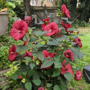 2 gallon - MoonShadow™ Morello Hardy Hibiscus (HIBISCUS MORELLO) - 2 gallon - 2 gallon