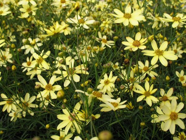1 gallon - Moonbeam Tickseed (COREOPSIS VERT. MOONBEAM) - 1 gallon - 1 gallon