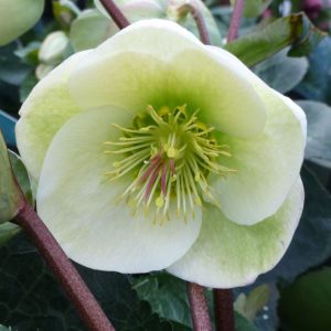 1 gallon - Moondance Lenten Rose (HELLEBORUS FROSTKISS MOONDANCE) - 1 gallon - 1 gallon