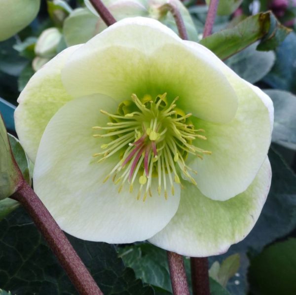 1 gallon - Moondance Lenten Rose (HELLEBORUS FROSTKISS MOONDANCE) - 1 gallon - 1 gallon