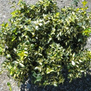 2 gallon 10" - Moonshadow™ Euonymus (EUONYMUS FOR. MOONSHADOW) - 2 gallon 10" - 2 gallon 10"