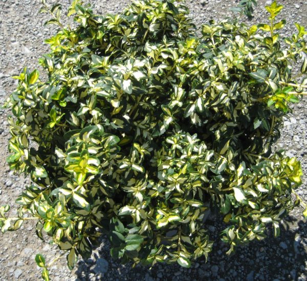 2 gallon 10" - Moonshadow™ Euonymus (EUONYMUS FOR. MOONSHADOW) - 2 gallon 10" - 2 gallon 10"