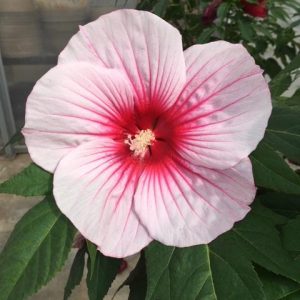 2 gallon - Moonshadow™ Rosita Rose Mallow (HIBISCUS ROSITA) - 2 gallon - 2 gallon