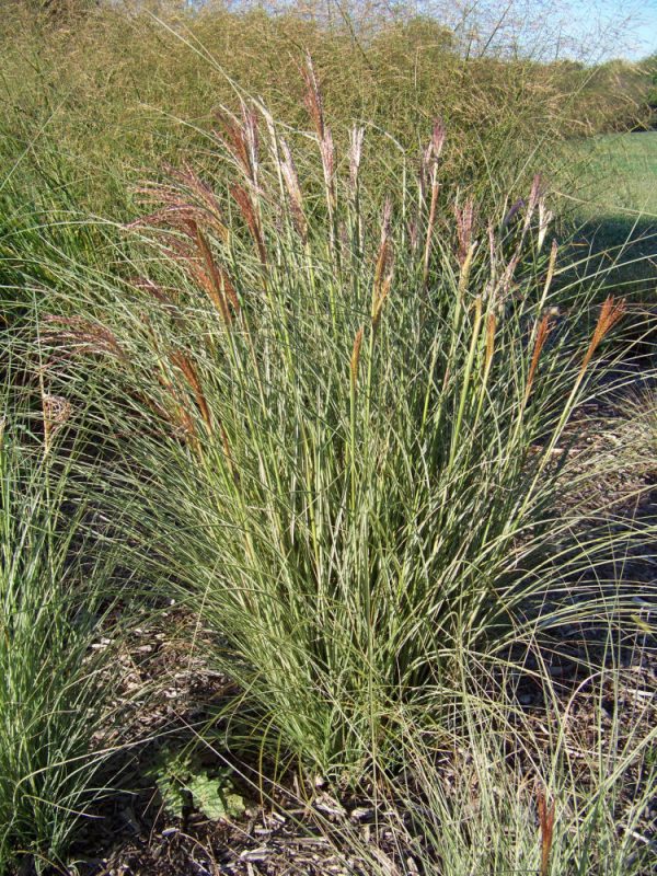 2 gallon - Morning Light Maiden Grass (GRASS - M. S. MORNING LIGHT) - 2 gallon - 2 gallon