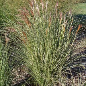 3 gallon - Morning Light Maiden Grass (GRASS - M. S. MORNING LIGHT) - 3 gallon - 3 gallon