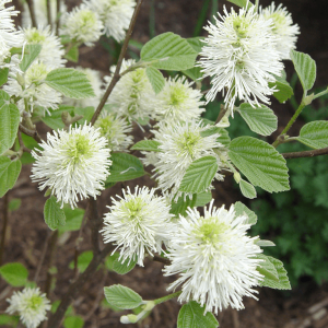 2 gallon - Mount Airy Dwarf Fothergilla (FOTHERGILLA MT. AIRY) - 2 gallon - 2 gallon
