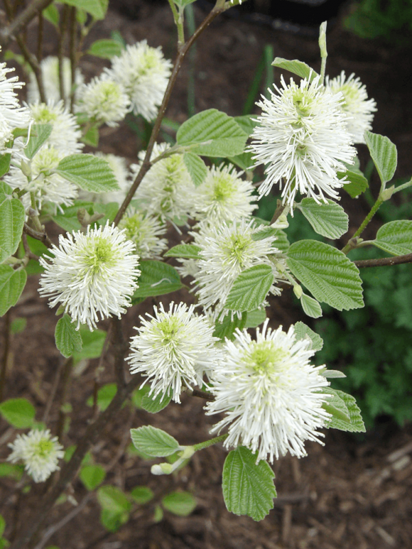 3 gallon 12" - Mount Airy Dwarf Fothergilla (FOTHERGILLA MT. AIRY) - 3 gallon 12" - 3 gallon 12"