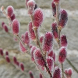 3 gallon 15" - Mount Aso Pussy Willow
 (SALIX G. MOUNT ASO) - 3 gallon 15" - 3 gallon 15"