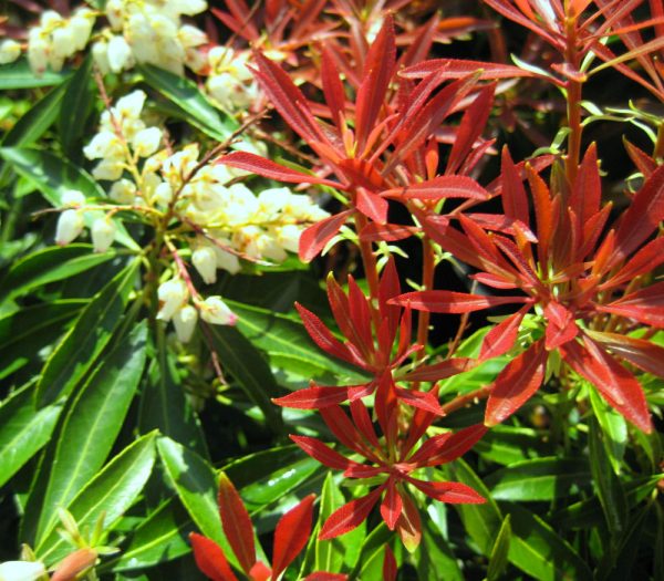 3 gallon 12" - Mountain Fire Andromeda (PIERIS JAP. MOUNTAIN FIRE) - 3 gallon 12" - 3 gallon 12"