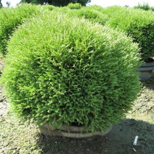 3 gallon 12-15" - Mr. Bowling Ball™ Arborvitae (THUJA OCC. MR. BOWLING BALL) - 3 gallon 12-15" - 3 gallon 12-15"