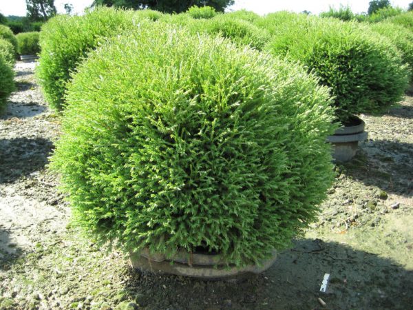 3 gallon 12-15" - Mr. Bowling Ball™ Arborvitae (THUJA OCC. MR. BOWLING BALL) - 3 gallon 12-15" - 3 gallon 12-15"