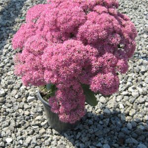 1 gallon - Mr. Goodbud Stonecrop (SEDUM MR. GOODBUD) - 1 gallon - 1 gallon