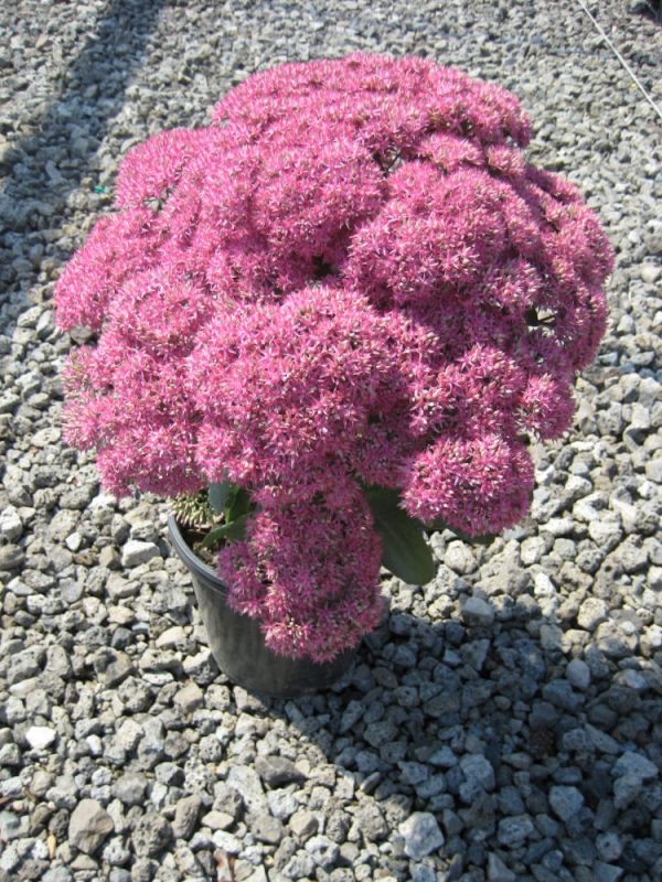 1 gallon - Mr. Goodbud Stonecrop (SEDUM MR. GOODBUD) - 1 gallon - 1 gallon